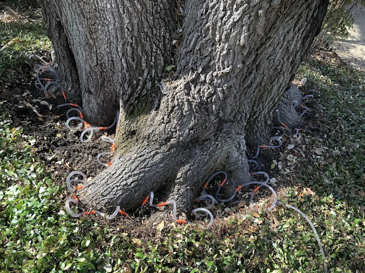 Detailed Tree Cabling and Bracing job site in Miamisburg